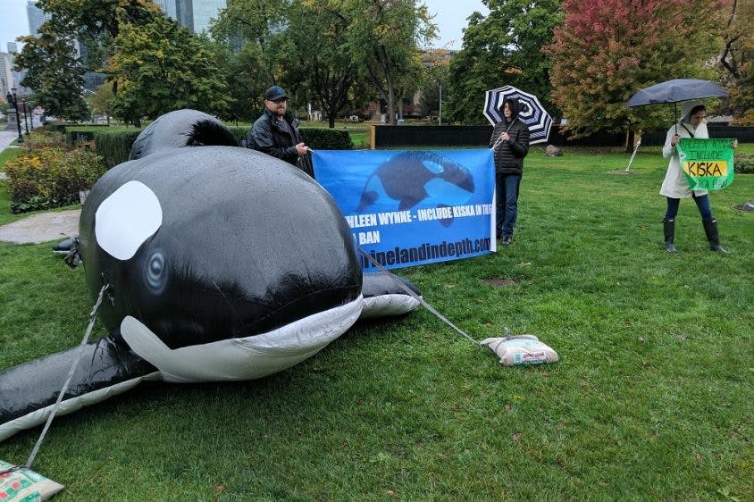 Seen: Animal rights activists protest in rain with inflatable orca