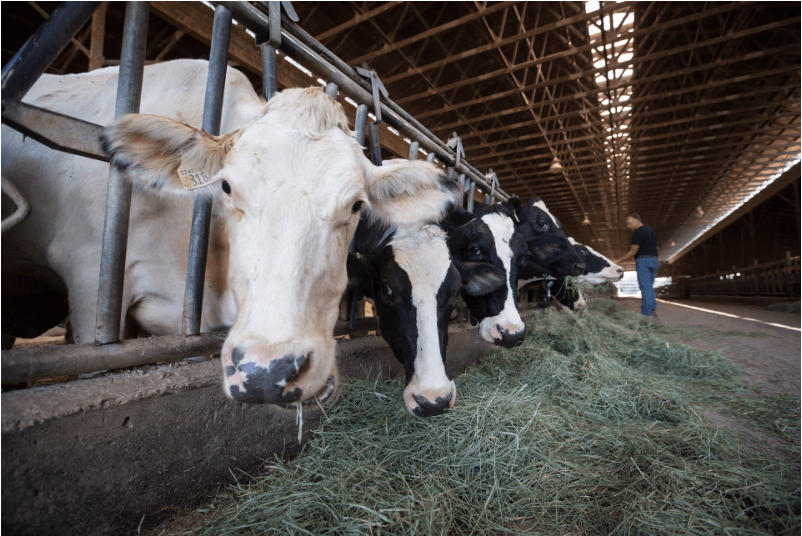Sen. Black’s bill establishing Food Day in Canada to become law