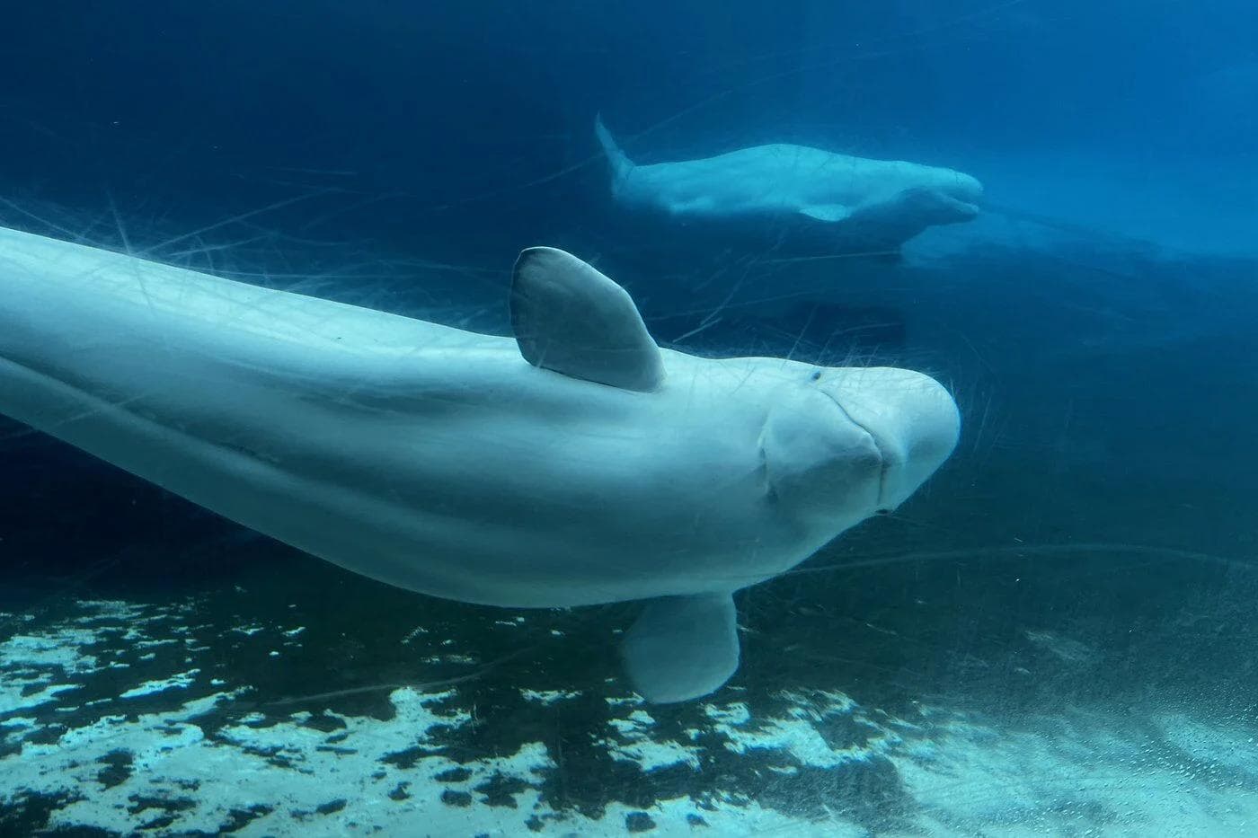 Marineland's belugas are alive after euthanasia deadline passes, Ontario says