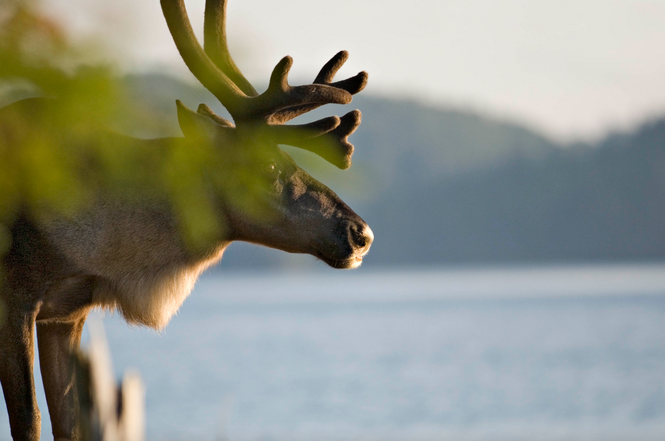Ontario not effectively protecting boreal caribou habitat: federal minister