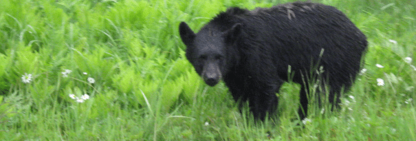Spring bear hunt isn’t even back yet, but northern groups want it expanded