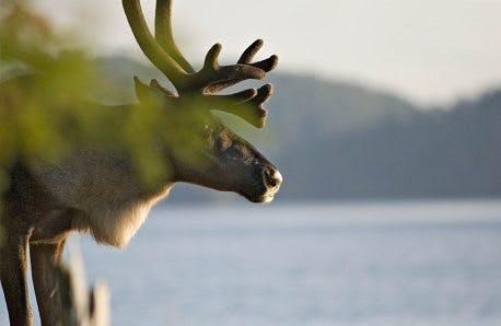 Environmental groups prepare to sue if caribou protections aren’t beefed up