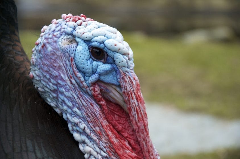 Here’s how each party leader is celebrating Thanksgiving