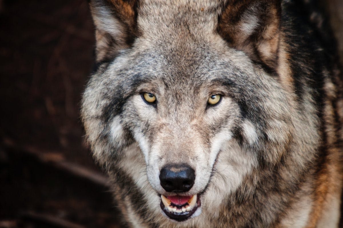 Environmental advocates sound alarm on government’s proposal for wolf and coyote hunting